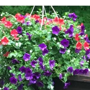 Meet your Posher, Nancy